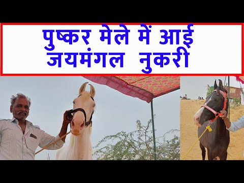 जयमंगल नुकरी - पुष्कर मेला बाज़ार 2023 Pushkar Horse Fair 2023 Pushkar Horse Market Video @SANJEEVKUMARGUPTA