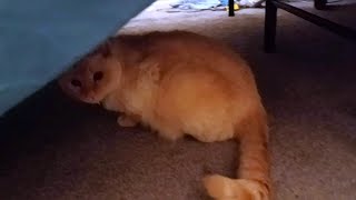 Sir Titan Hiding by Sir Titan The Cat 41 views 3 weeks ago 27 seconds