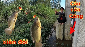 Ngồi trên Cửa Cống câu Cá Rô đồng, trúng ổ Rô Cụ