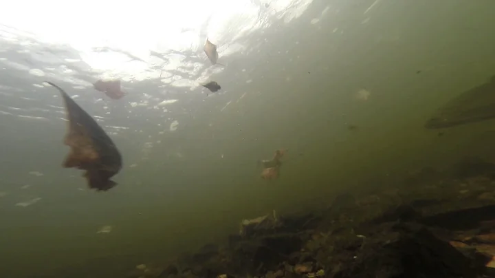 Musky underwater video