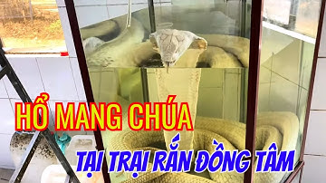 VỀ TIỀN GIANG KHÁM PHÁ TRẠI RẮN ĐỒNG TÂM LỚN NHẤT MIỀN TÂY