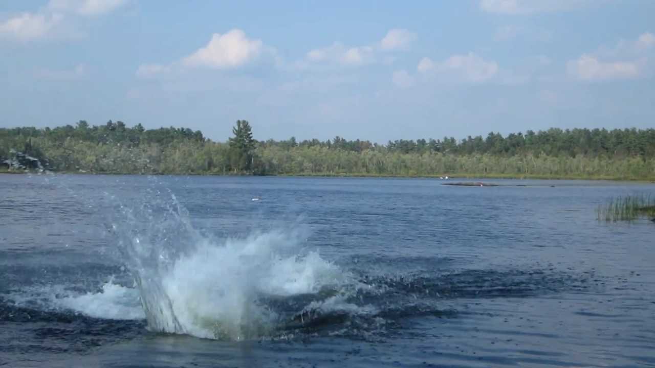 Freshwater Dolphins spotted on Belmont Lake YouTube