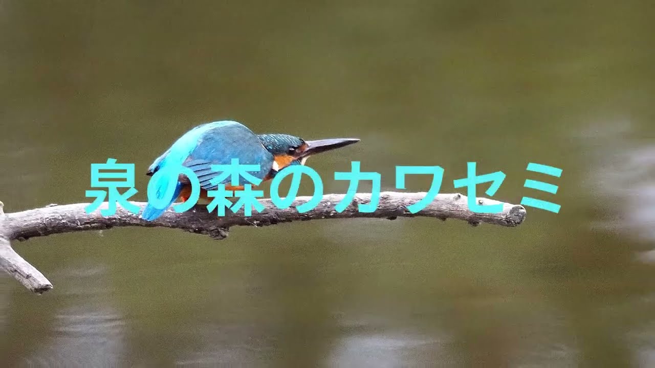 泉の森のカワセミ202602 - YouTube