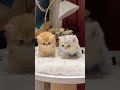 この可愛い子猫が心をつかみます。 #猫 #子猫 #可愛い
