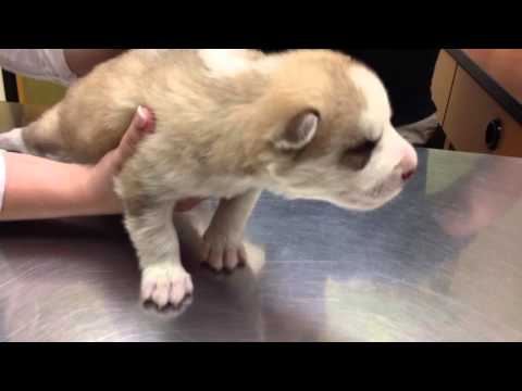 sick-2-week-old-husky-pup-goes-to-the-vet-&-outcome/-diagnosis-(scared)