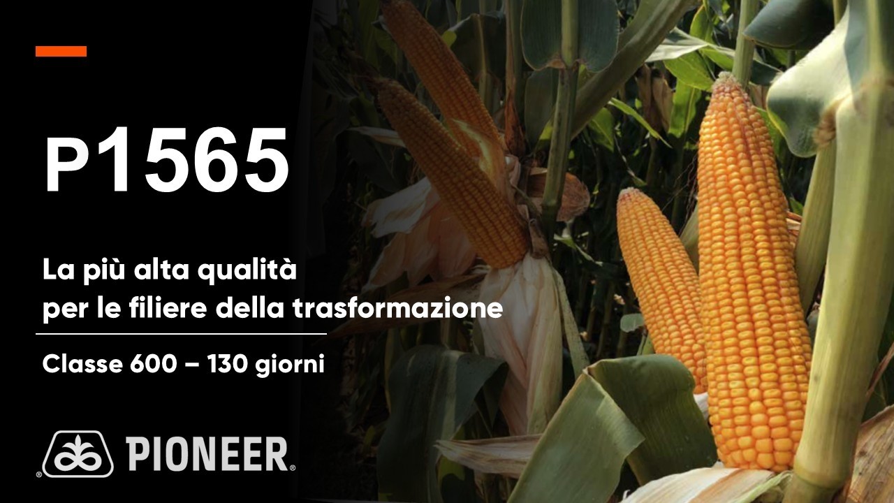 P1565: la più alta qualità per le filiere della trasformazione
