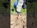 आखिर रूपा खेत की मिट्टी क्यों हटा रही है।। #shorts #youtubeshorts #fruit #carrot #farming #farm