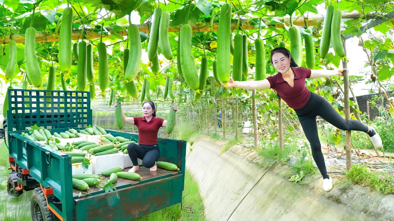 Harvesting 100kg Fresh Luffa Sponge Gourd – Loading Truck Go to Countryside Market Sell