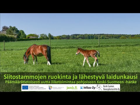 Video: Miten kertoa, onko Betta-kala raskaana