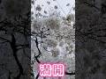 cherry tree in full bloom #満開の桜 #満開 #春 #風情 #風景