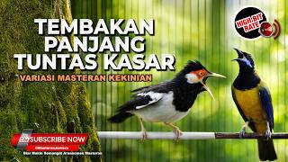 🔴 Live Masteran Dahsyat Tajam Kasar Berirama Cucak Cungkok Gacor vs Jalak Suren Dor Kasar