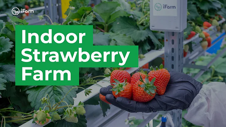 Look at indoor strawberry farm with 🍓 iFarm Berries technology