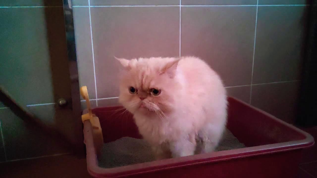 cat bury poop💩 in litter box YouTube