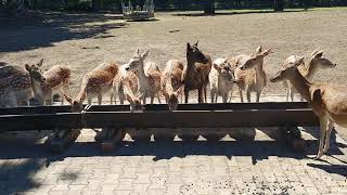 Reh-Familien-Rennen um besten Platz am Trog zum Mittagessen