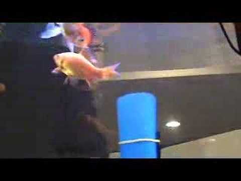 Live Trained Goldfish Tricks