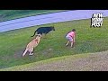 Hero German shepherd saves 6-year-old boy from attack by neighbor’s dog | New York Post
