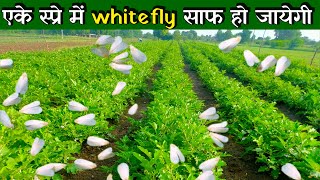 सफेद मक्खी 15 दिन तक आपके खेत में नहीं आयेगी || Whitefly control insecticide kheti.