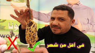 الترقيد الهوائي بطريقة جديدة سهلة وسريعة و مضمونة 100% ، الترقيد الهوائي عالم الزراعة,