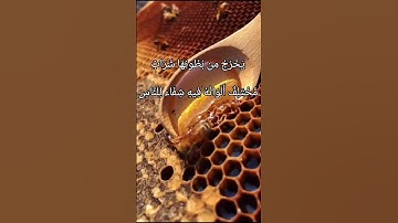 وأوحى ربك الى النحل ان اتخذي من الجبال بيوتا القارئ :خالد الجليل (سورة النحل