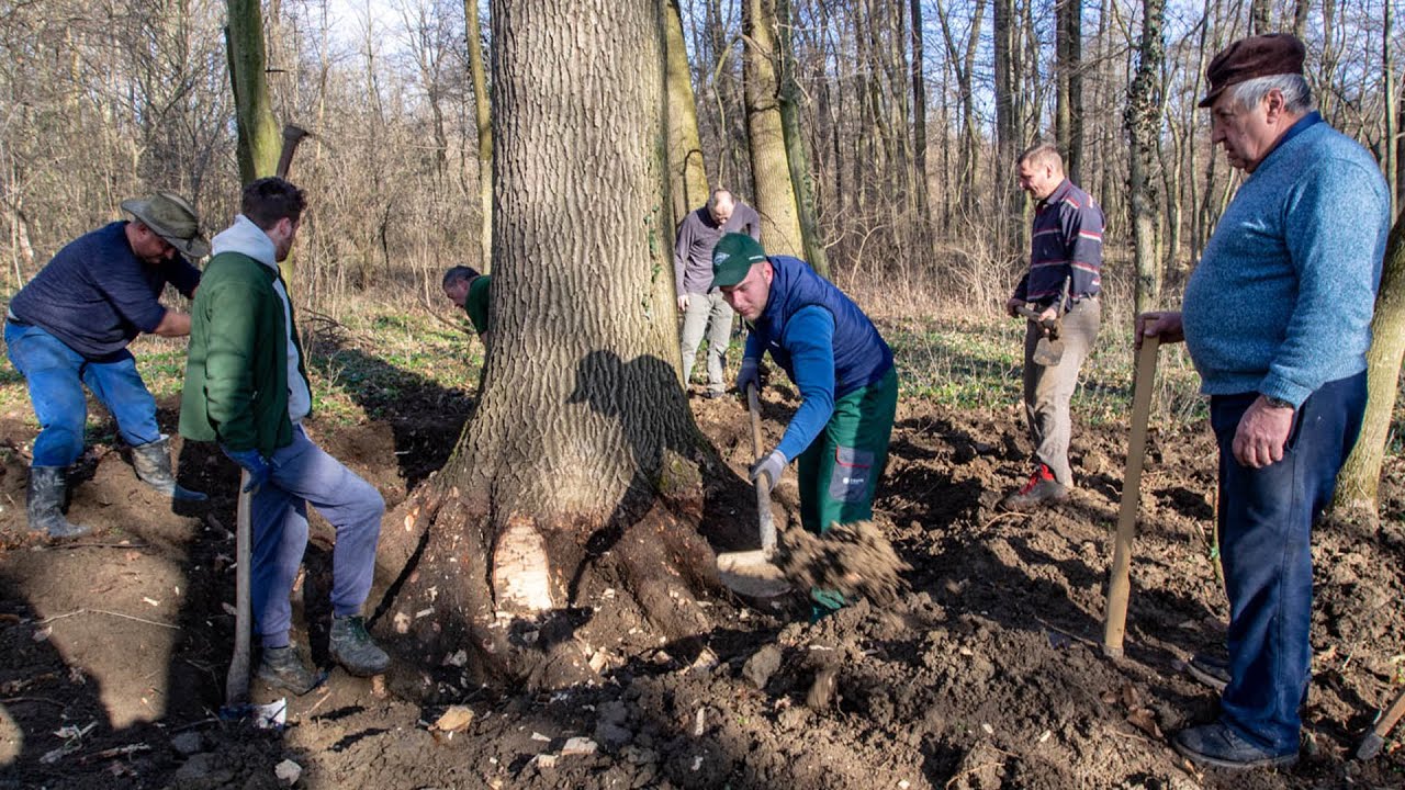 Potkapaje hrasta v Domašincu
