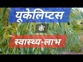 यूकेलिप्टस के फायदे | Health Benefits of Eucalyptus #nilgiri #eucalyptusoil #safeda #herbalgarden 