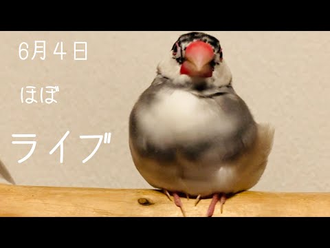 文鳥【ほぼLIVE】15時 6/4