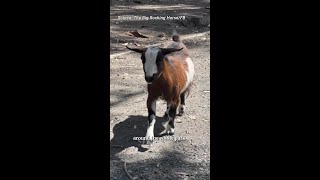 Tragic Death Of Beloved Mini Goat Sparks Online Feud