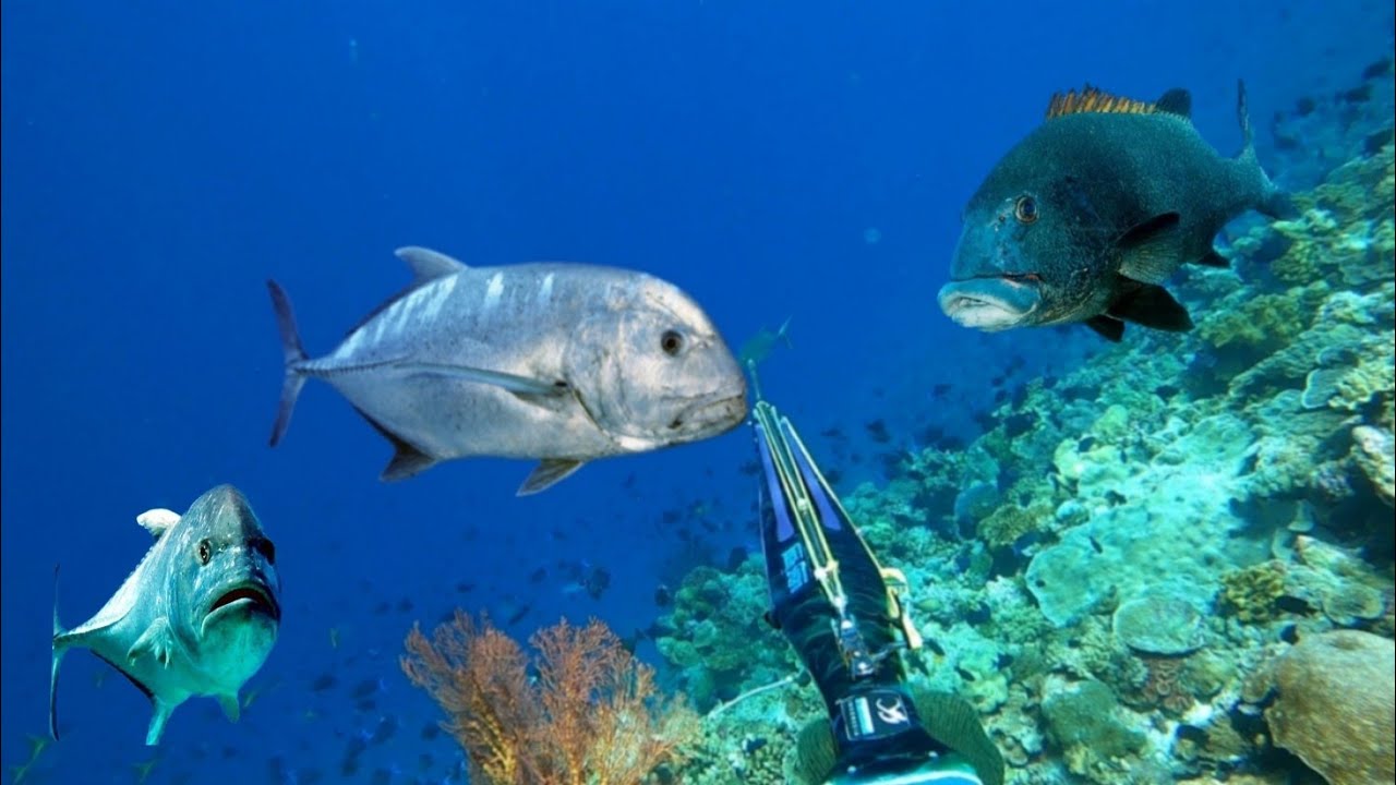 BERBURU IKAN MONSTER DAN IKAN PREDATOR LAUTAN