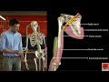 The radial nerve