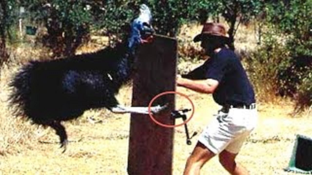 Top 5 Deadliest Birds In The World 