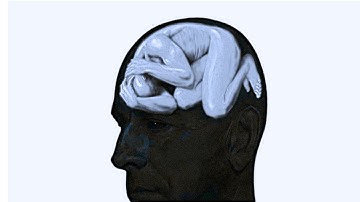 How to Control your Brain ( before it