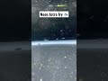 Awesome footage of neon tetra fry 😱 #animals #music #youtube #video #shorts #foryou #fish #reels