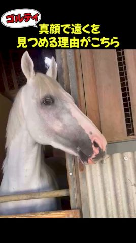 遠くを見つめるお馬さん→理由に納得!