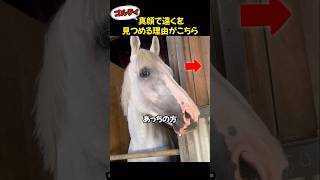 遠くを見つめるお馬さん→理由に納得！