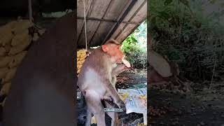 One is enough for now.Одного пока достаточно.  Macaca. Macaco. Macaque. Monkey eating banana. Bandar
