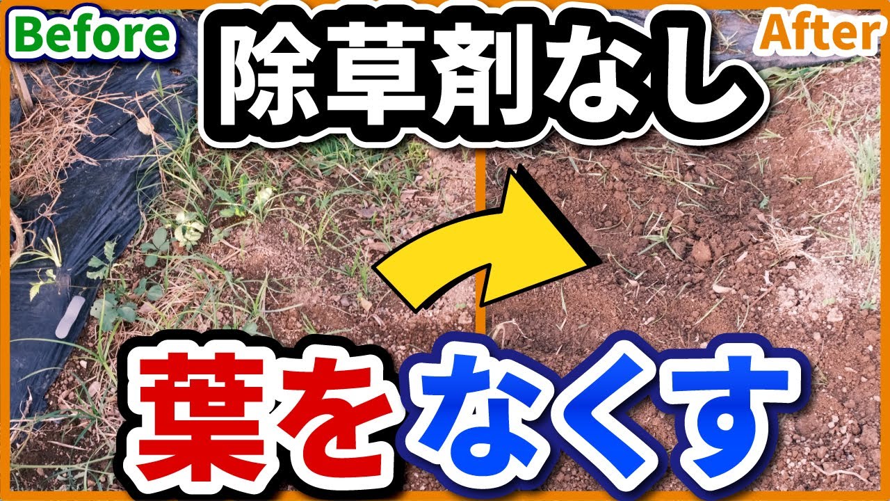 除草剤なしで草を枯らす！畑の雑草は電動耕運機で一発除草！ - YouTube