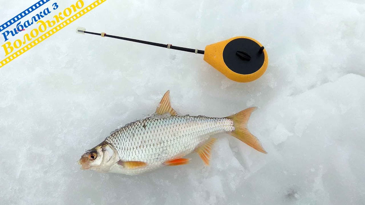 Перший йорж в 2021 році