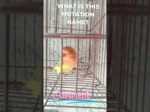 What Is The Name Of This Lovebird Mutation