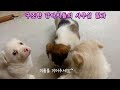 구조한 강아지들의 아지트? #강아지 #dog #강아지일상