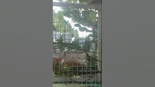 Kolibri Rimba gacor