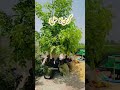 Plant Trees!