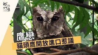 【猛禽保育】鷹戀貓頭鷹開放進口惹議 (我們的島 第867集 20160725)