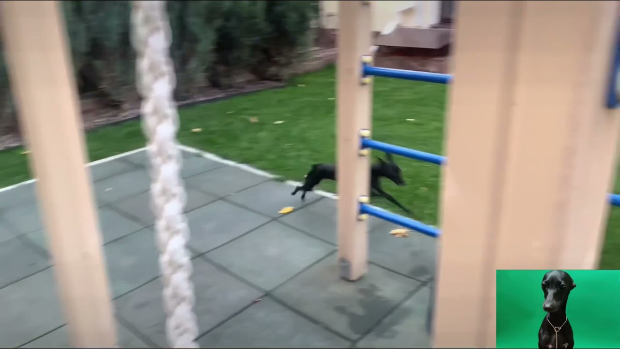 Щенки Левретки.Питомник левреток.Petit levrier Italian. Italienisches Windspiel, Italian greyhound,