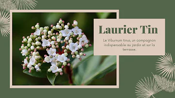 Quand tailler les lauriers tin ? Quand tailler les lauriers tin ?