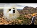 Doggo Climbs A Mountain [50k Special]