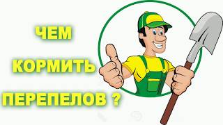 Чем кормить перепелов?