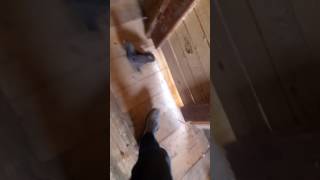 Dayımın Kuslarını Ziyaret Ettim Içinden 15 Tane Bana Vercek Süper Kuşlar