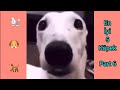 En İyi 5 Köpek 6. Bölüm