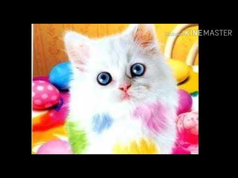 عندي بيسة اسمها سيسي 