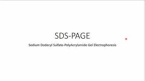 The principle of SDS PAGE-a full and clear explanation of the technique and How does it work🙂
